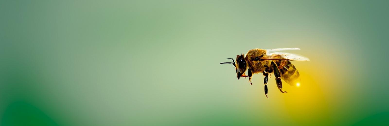 a bee in flight