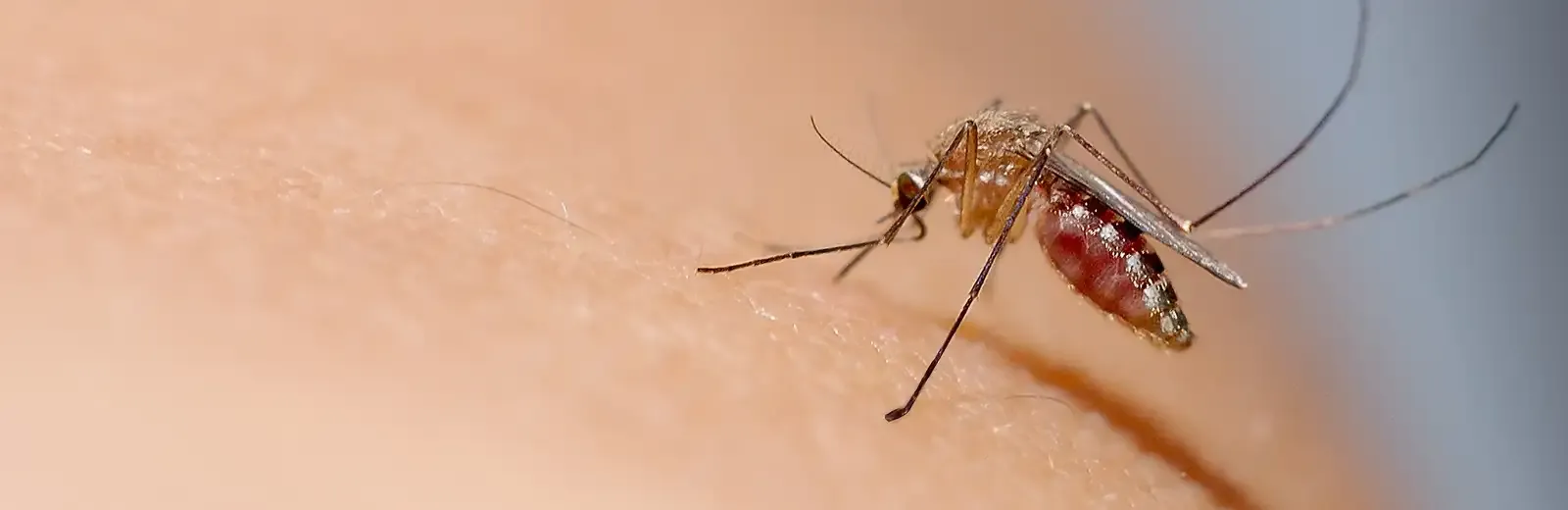 mosquito landing on someone's arm