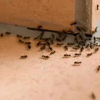 ants in a home