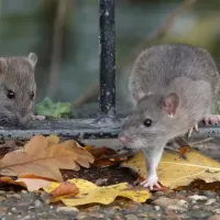 mice outdoors