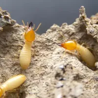 a close up of termites on a mound